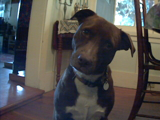 My pooch; Actual size=240 pixels wide